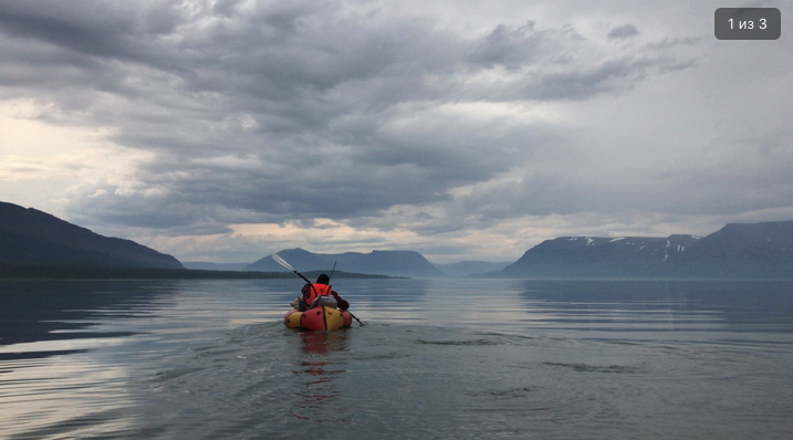 Иволга Стандартная